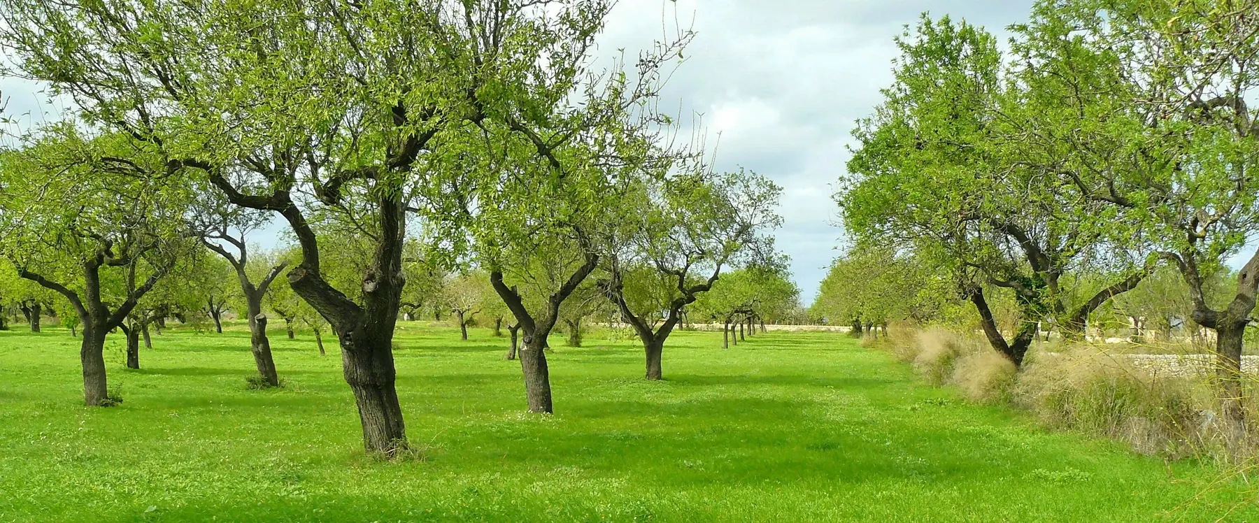Olive grove