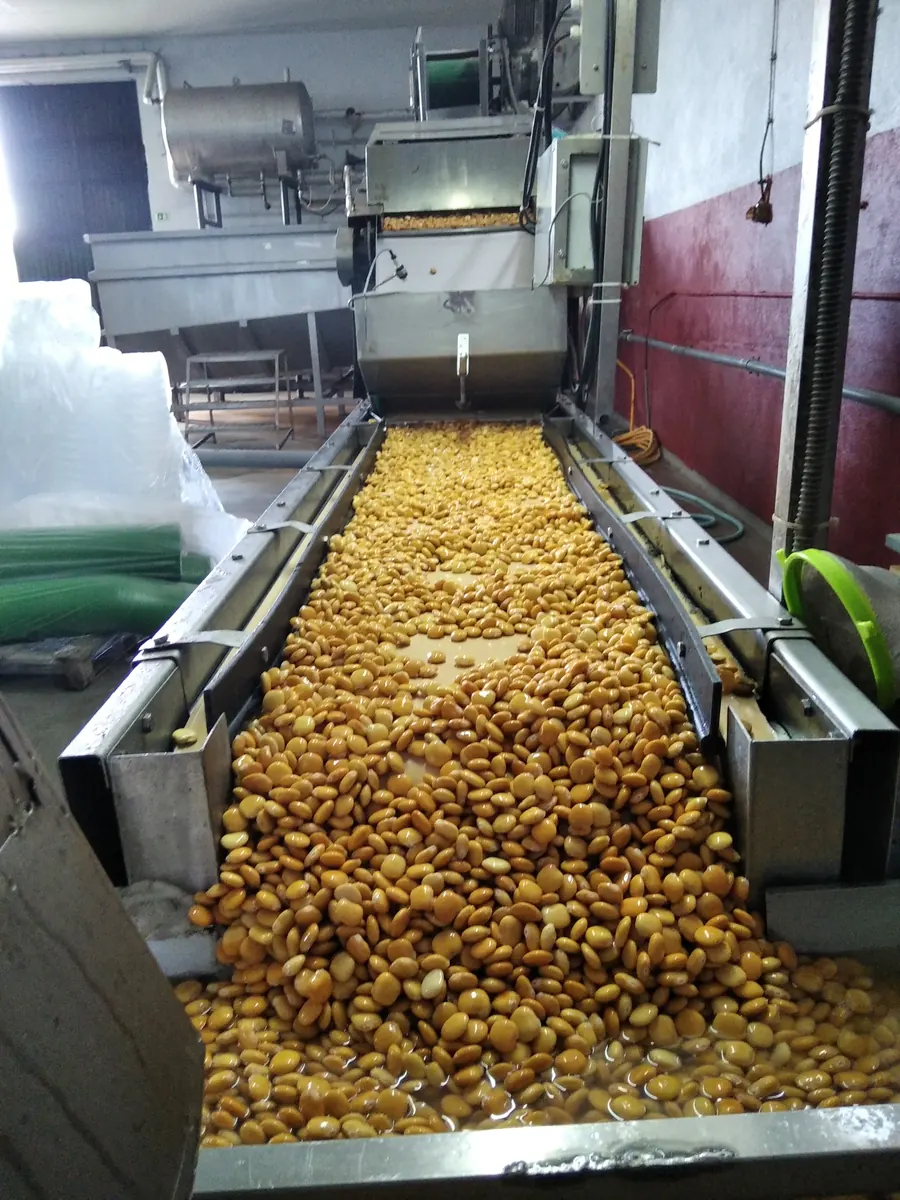 Olive production line